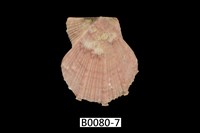 藏品(臺灣海扇蛤)的圖片